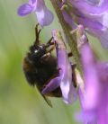 Bombus terrestris